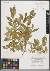 Foto von Salix pseudopentandra Flod.